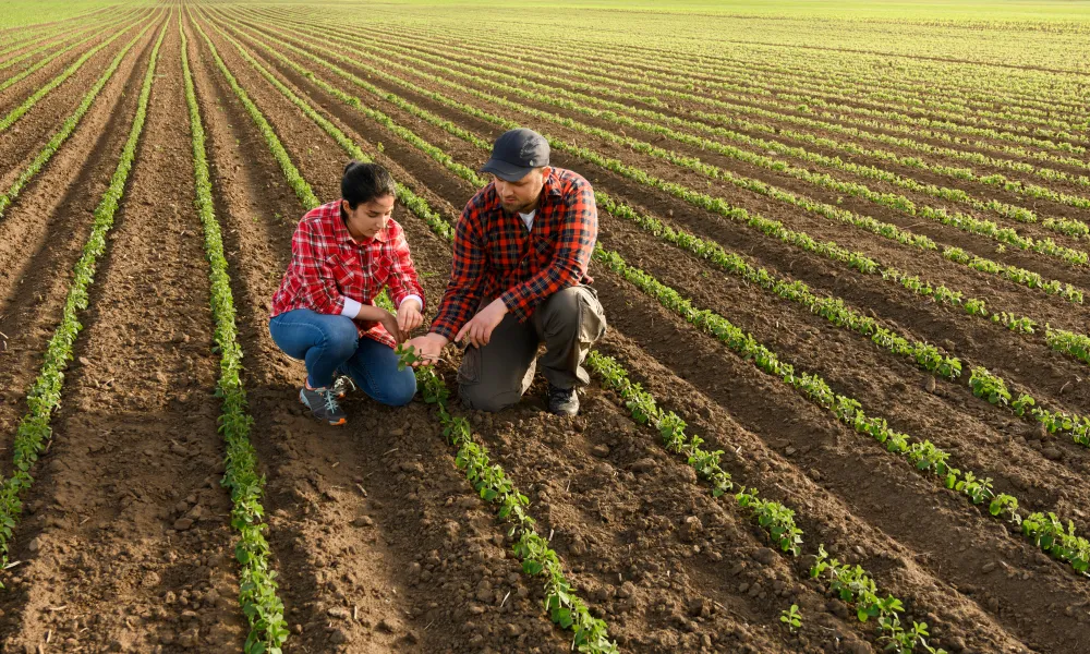 two farmers in the field analysing the crops and thinking of agriculture solutions