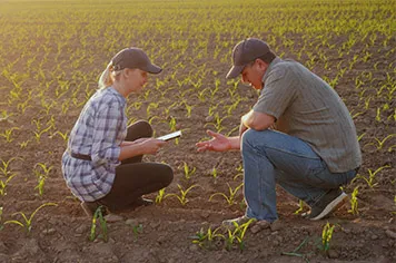 A farmer and a technician on a field of corn observing the crop. The farmer is asking the technician for advice